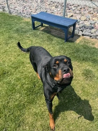 An adult large-sized female Rottweiler dog named Hazel for adoption in Missoula, MT