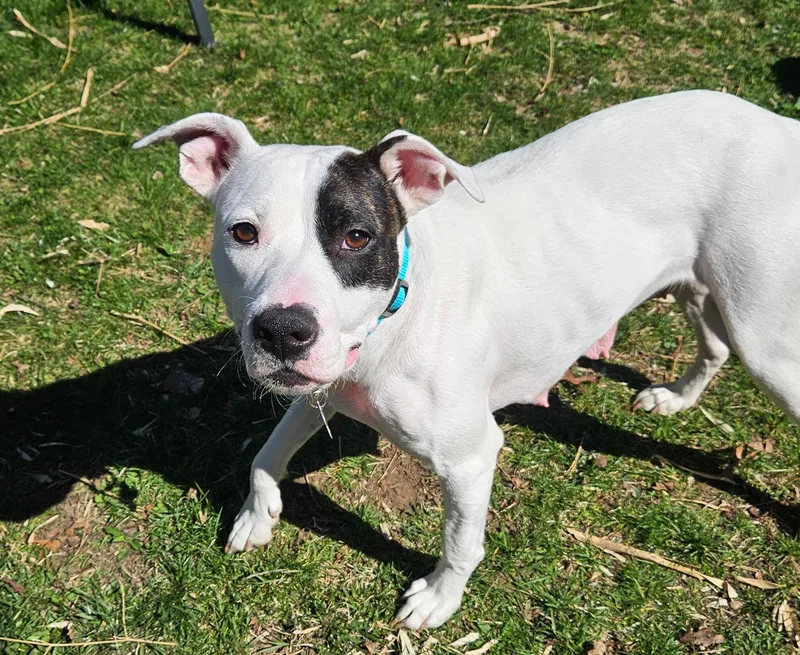 An adult medium-sized female Pit Bull Terrier dog named Lilly for adoption in Succasunna, NJ