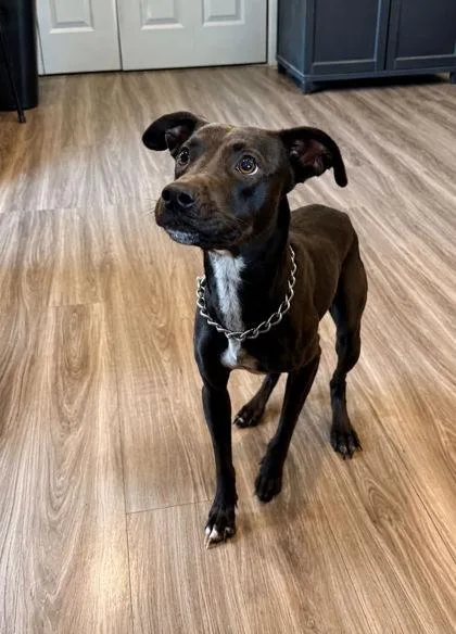 A young medium-sized female Terrier dog named Roadie for adoption in Paducah, KY