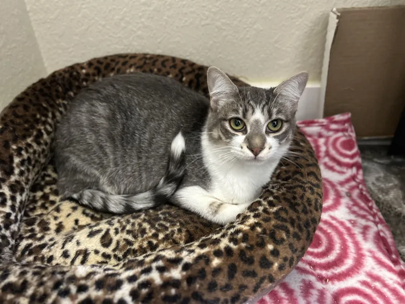 A baby medium-sized female Gray & White Domestic Short Hair cat named Karma for adoption in Springfield, OR