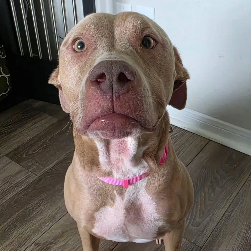 An adult medium-sized female Yellow / Tan / Blond / Fawn American Staffordshire Terrier dog named Louise for adoption in Austin, TX