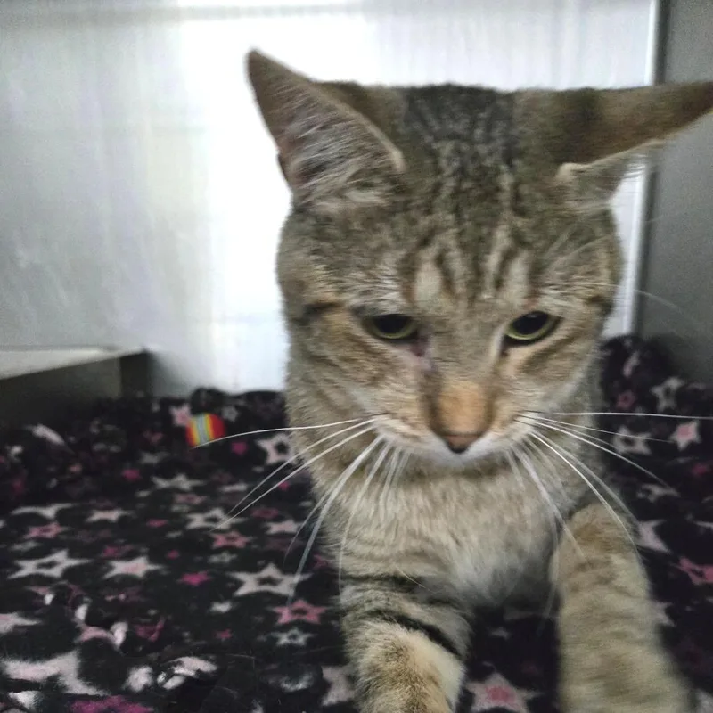A young medium-sized male Brown / Chocolate Domestic Short Hair cat named Sleepy for adoption in Idaho Falls, ID