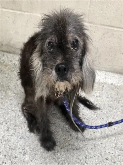 An adult small-sized male Poodle dog named Bruce for adoption in Conroe, TX