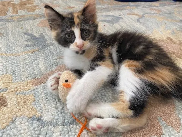 A baby small-sized female Domestic Short Hair cat named Tater Tot for adoption in Tustin, CA