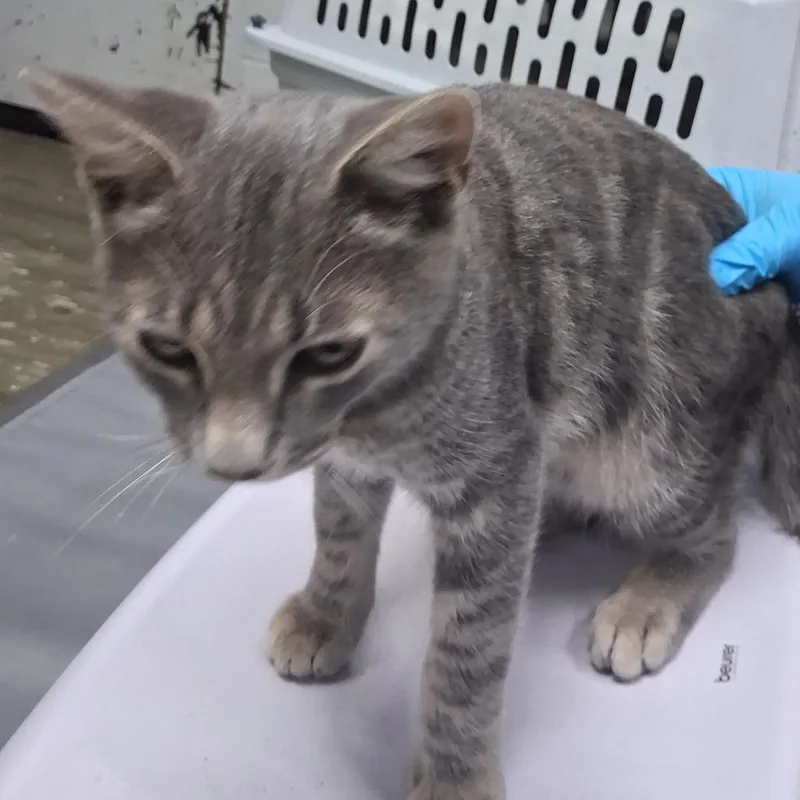 An adult medium-sized male Domestic Short Hair cat named Winston for adoption in Summerville, SC