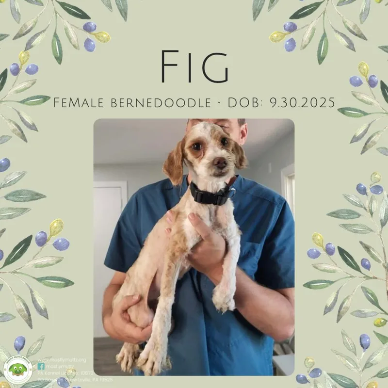 Fig