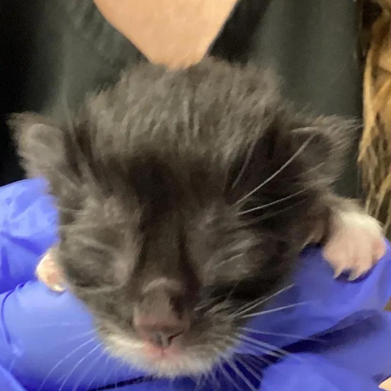 A baby small-sized male Black Domestic Short Hair cat named Citrine for adoption in Greenville, SC