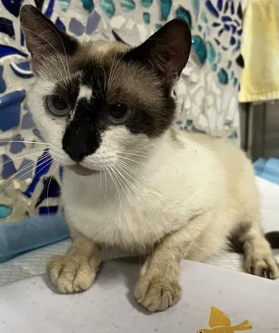 An adult medium-sized male Domestic Short Hair cat named Porter for adoption in Pensacola, FL