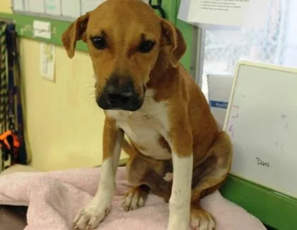 A baby large-sized male Terrier dog named Ewok for adoption in Picayune, MS