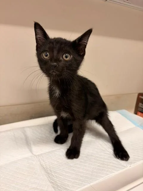 A baby small-sized male Domestic Short Hair cat named Firefly for adoption in Baytown, TX