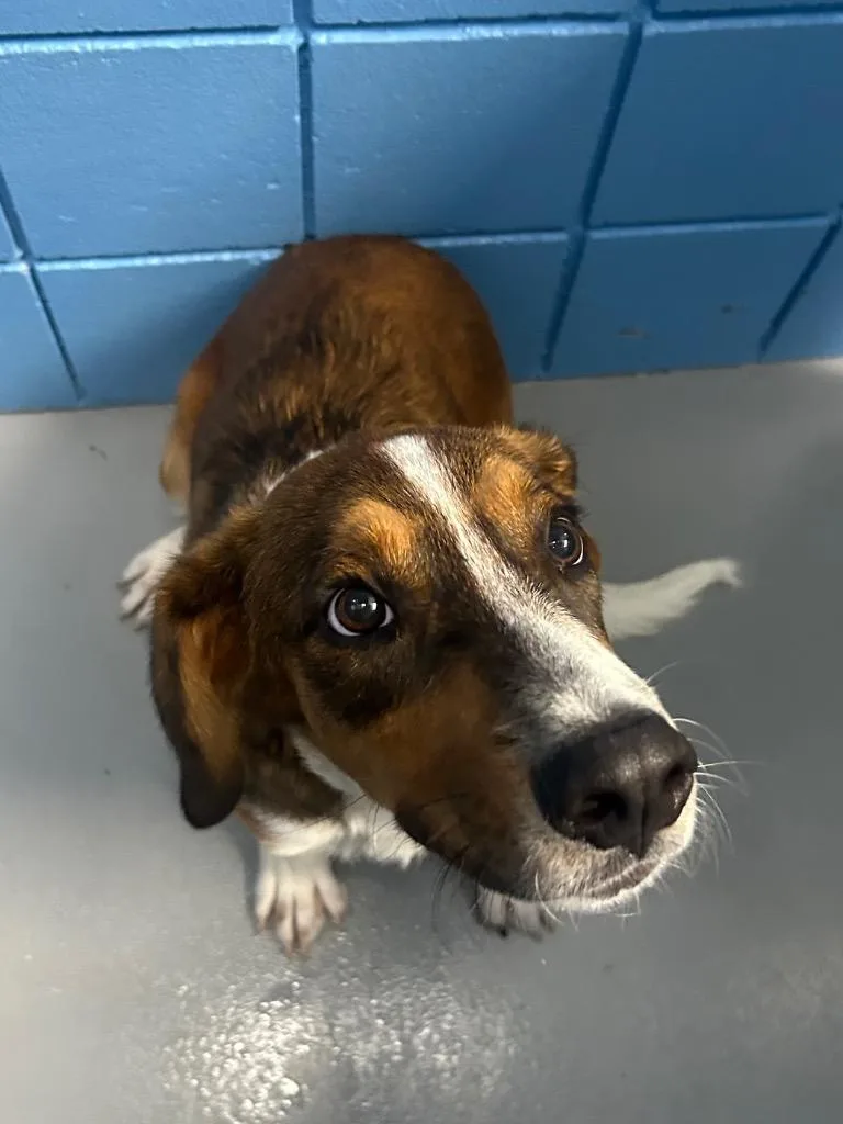 A young medium-sized male Hound dog named Sam for adoption in Hartsville, SC