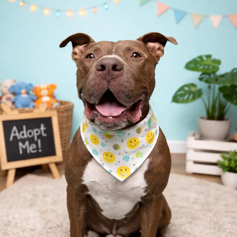 An adult large-sized male Brown / Chocolate Pit Bull Terrier dog named Bear for adoption in Allen, TX