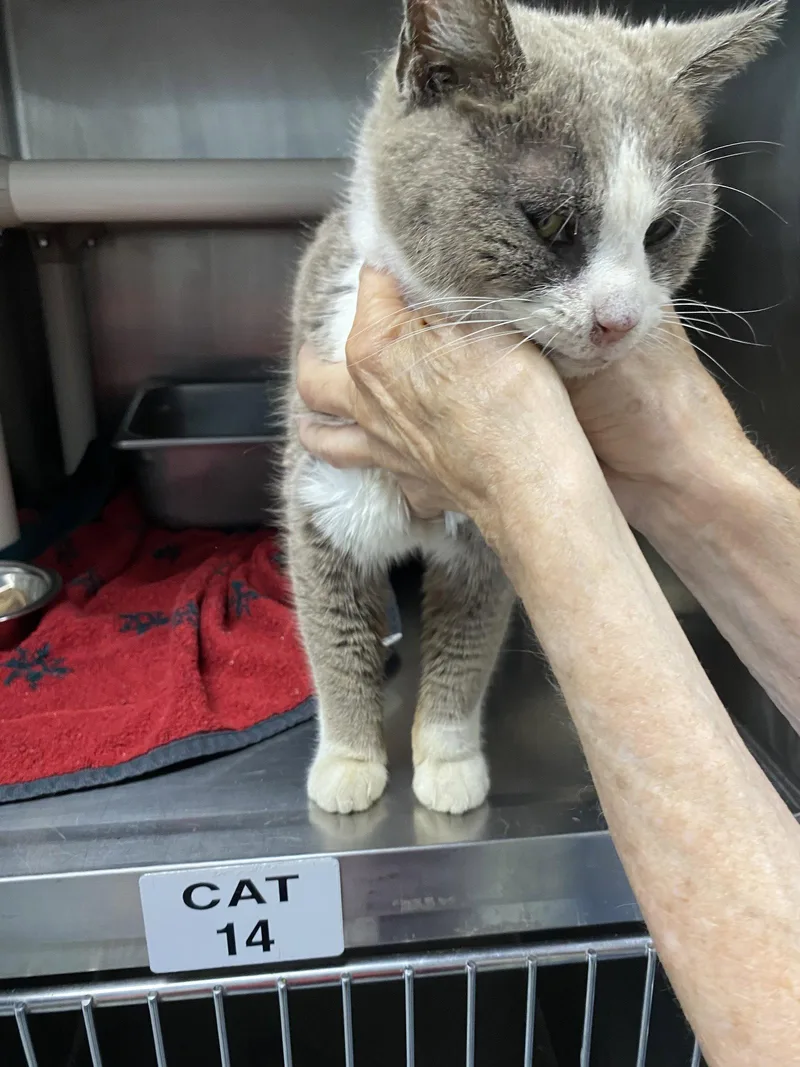 An adult medium-sized female Gray & White Domestic Short Hair cat named Curiosity Visit At Petsmart for adoption in Rustburg, VA