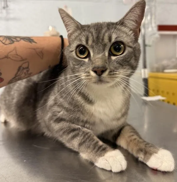 A young medium-sized female Domestic Short Hair cat named Galleta for adoption in Millersville, MD