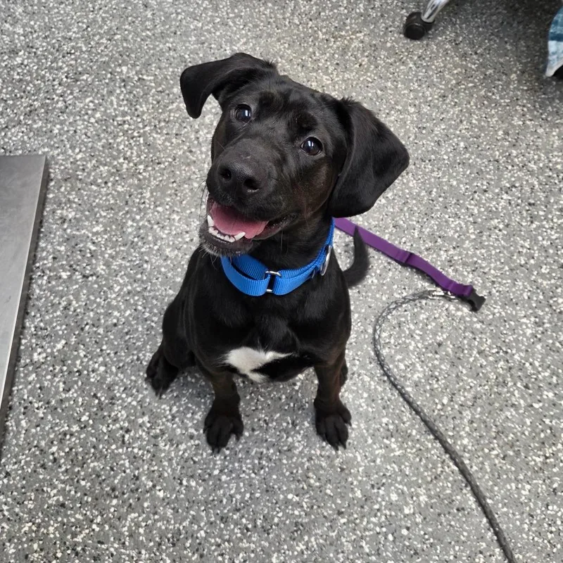 A young medium-sized female Black Labrador Retriever dog named Amara for adoption in Parkersburg, WV