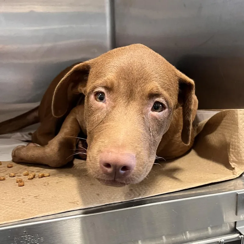A baby small-sized male Mixed Breed dog named AK Rylie for adoption in Port Washington, NY