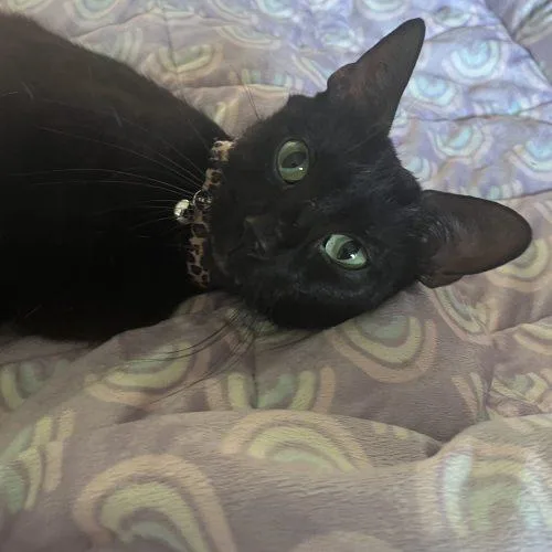 A young medium-sized female Black Domestic Short Hair cat named Nyx for adoption in Edmond, OK