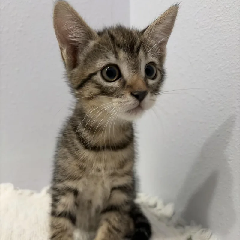 A baby small-sized female Brown / Chocolate Domestic Short Hair cat named Arianna for adoption in Harlingen, TX