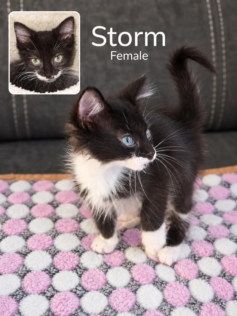 A baby medium-sized female Black & White / Tuxedo Tuxedo cat named Storm for adoption in Columbia, SC