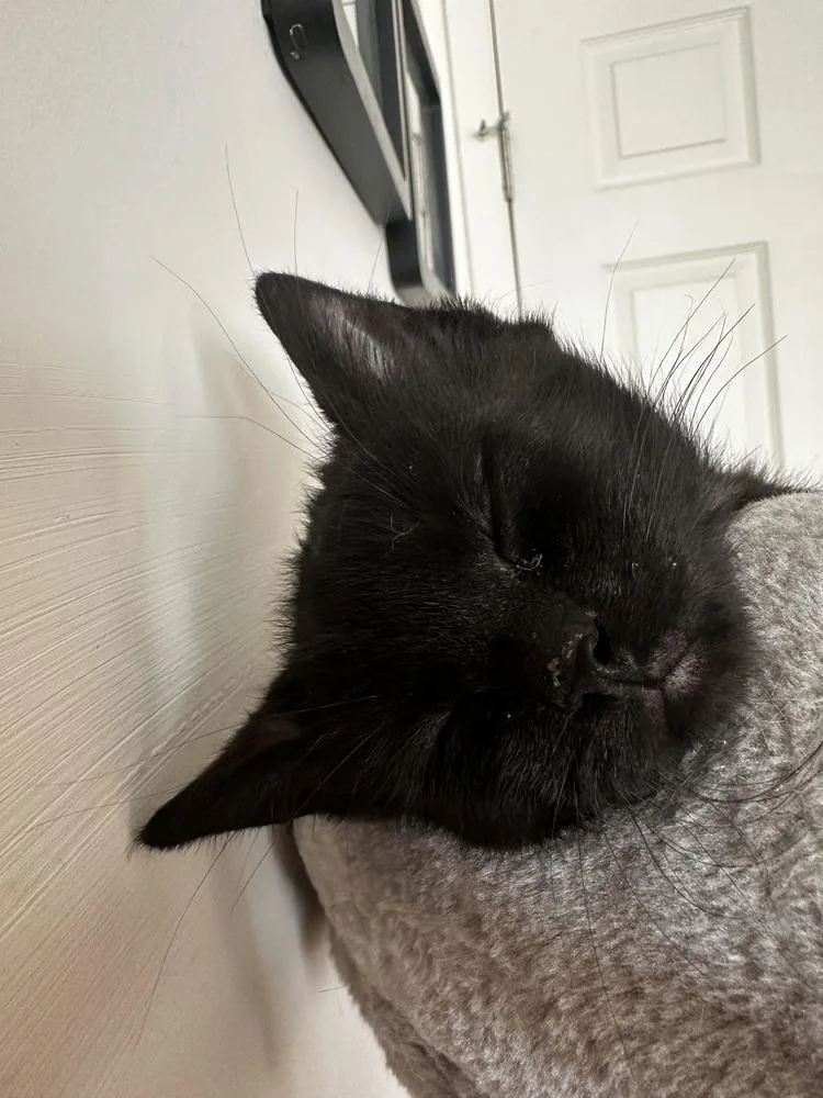 A baby small-sized male Black American Shorthair cat named Batman for adoption in Kinston, NC