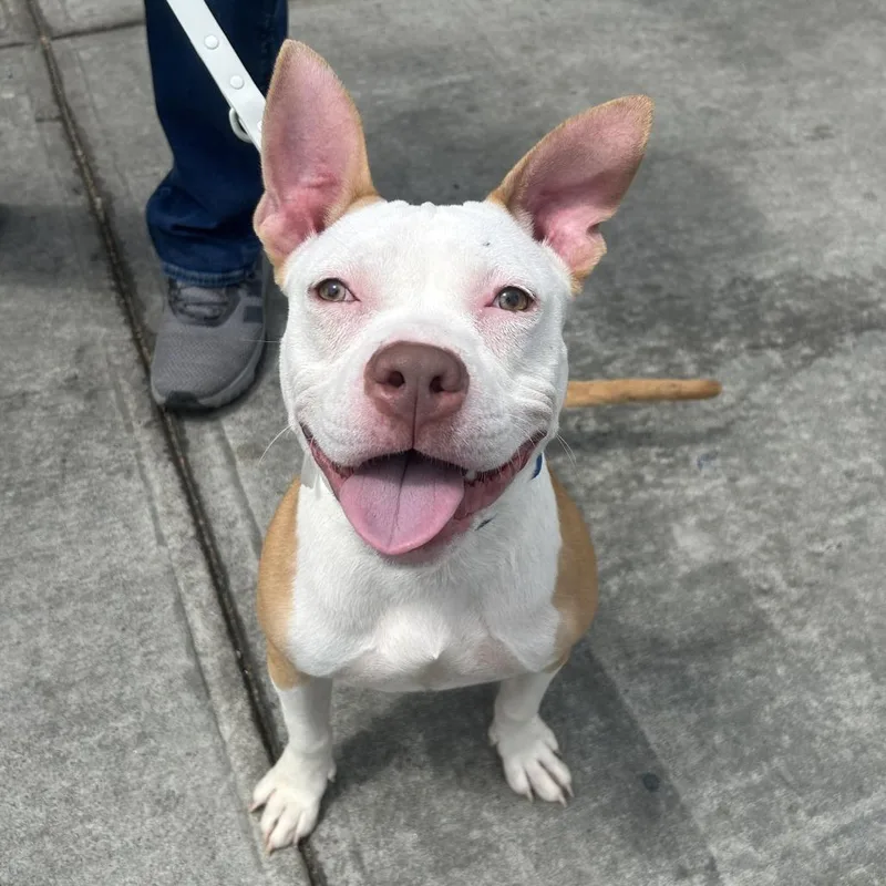 A young medium-sized female White / Cream Mixed Breed dog named Daisy for adoption in Bangall, NY