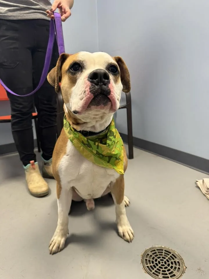 Mr. Potato Head thumbnail 2