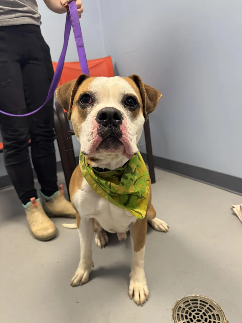 Mr. Potato Head thumbnail 3