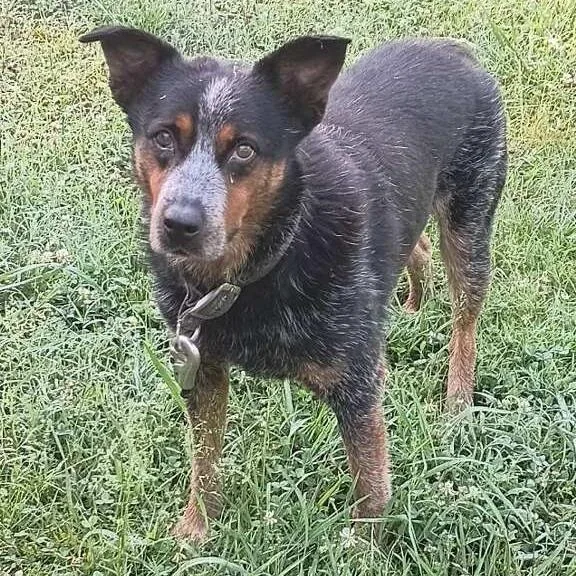 A baby small-sized male Australian Cattle Dog / Blue Heeler dog named Tngcstray for adoption in Pulaski, TN