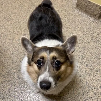 An adult medium-sized female Cardigan Welsh Corgi dog named Tootsie for adoption in Merriam, KS