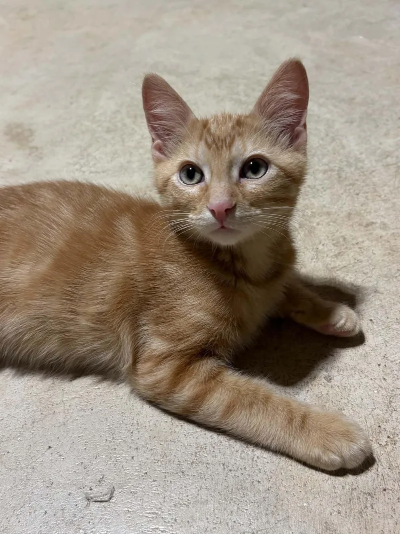 A baby medium-sized male Tabby (Orange / Red) Domestic Short Hair cat named Hobbes for adoption in Herculaneum, MO