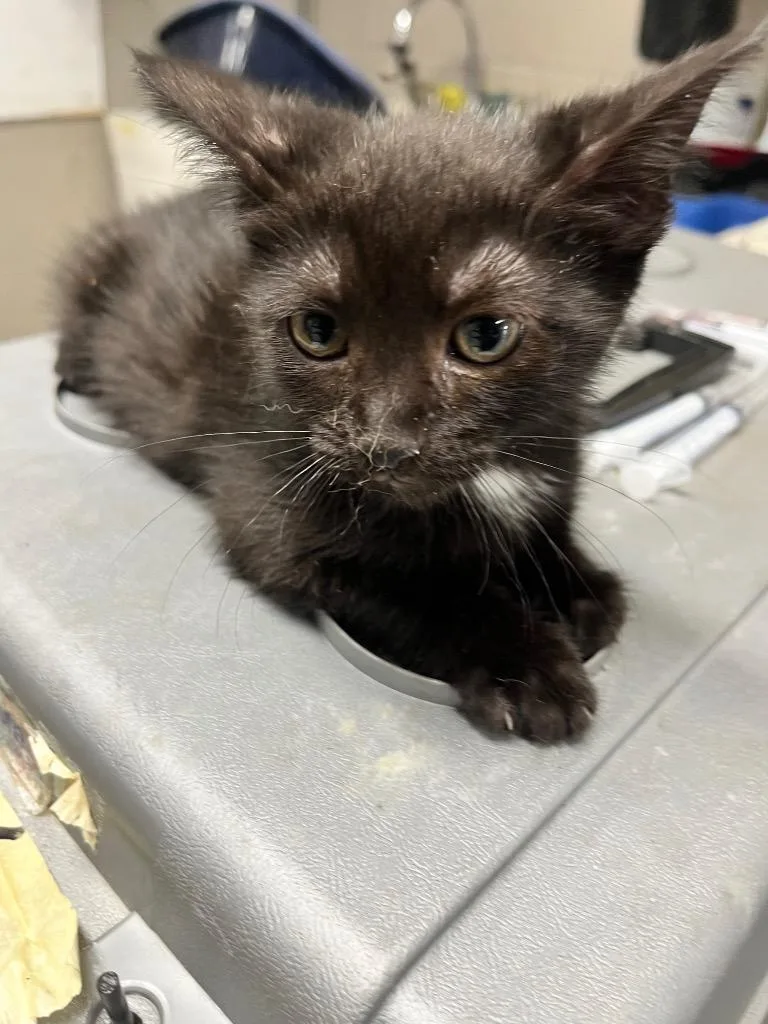A baby small-sized female Domestic Short Hair cat named Midnight for adoption in Hopkinsville, KY