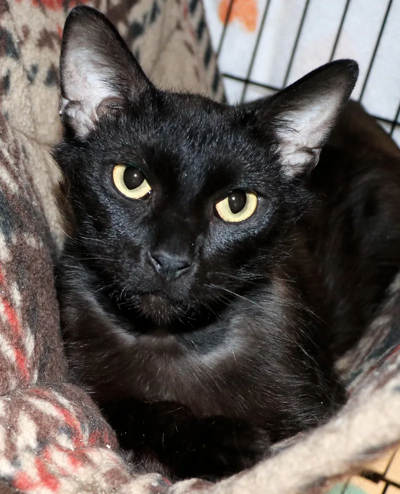 An adult medium-sized male Black Domestic Short Hair cat named Declan for adoption in Cincinnati, OH