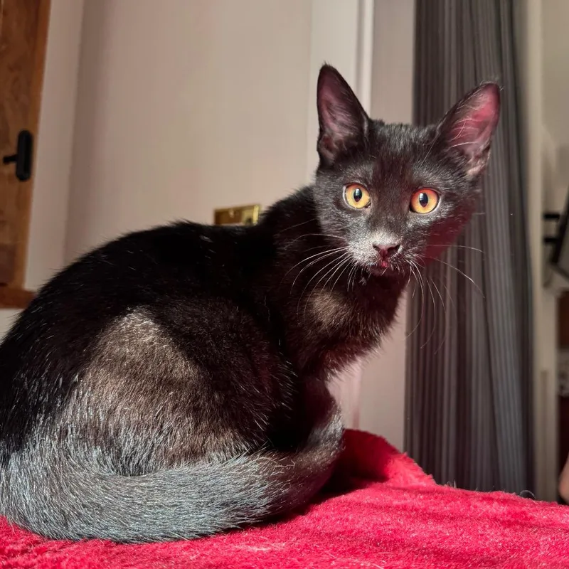A baby small-sized male Black Domestic Short Hair cat named Crash for adoption in Gibsonia, PA
