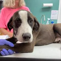 A young medium-sized male Brown / Chocolate Retriever dog named Rocky for adoption in Starkville, MS