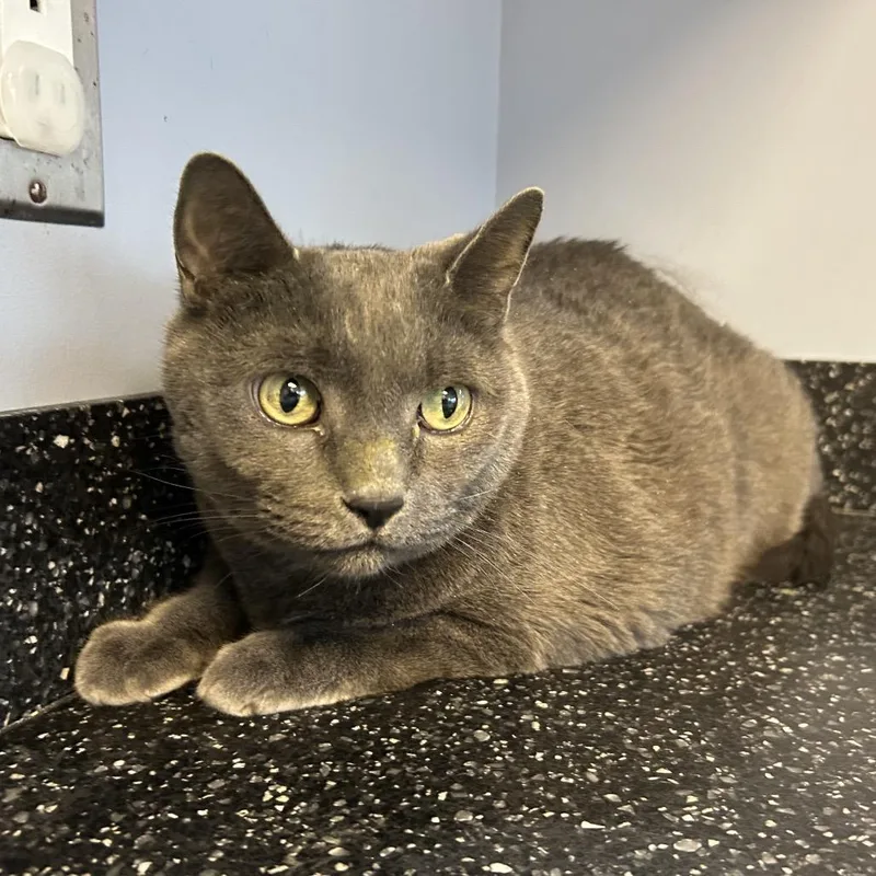 An adult extra large-sized male Gray / Blue / Silver Domestic Short Hair cat named Ringo for adoption in Oyster Bay, NY