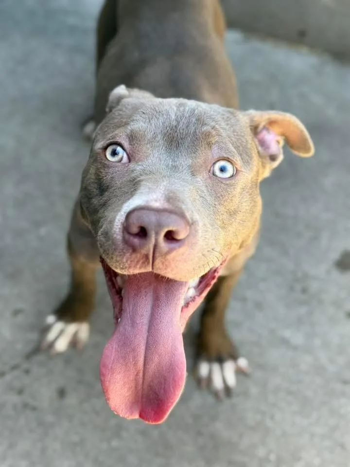 An adult medium-sized male Brown / Chocolate Pit Bull Terrier dog named Elote for adoption in Chicago, IL