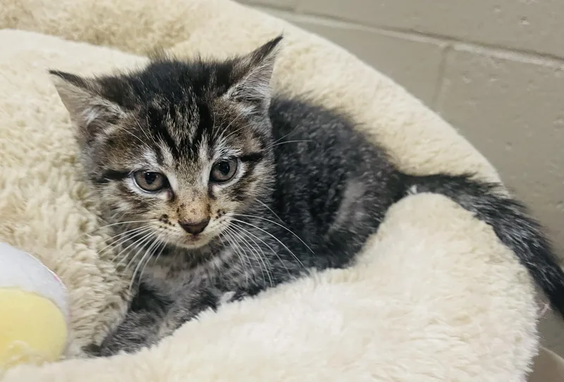 A baby small-sized female Tabby (Buff / Tan / Fawn) Tabby cat named Lourdes for adoption in Seabrook, TX
