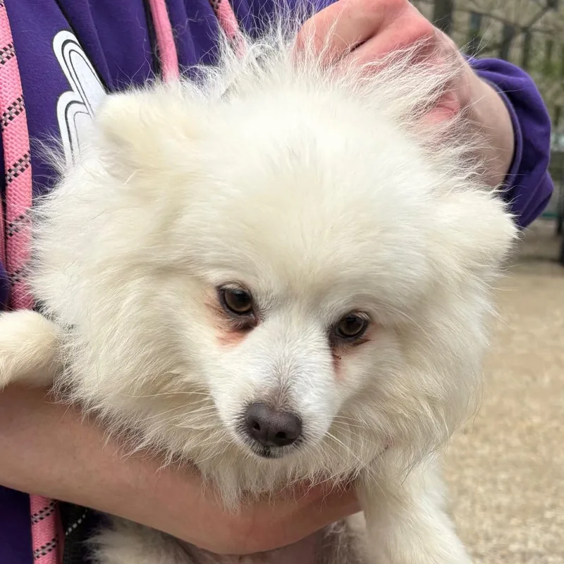 An adult small-sized female White / Cream American Eskimo Dog dog named Lacy for adoption in Northbrook, IL
