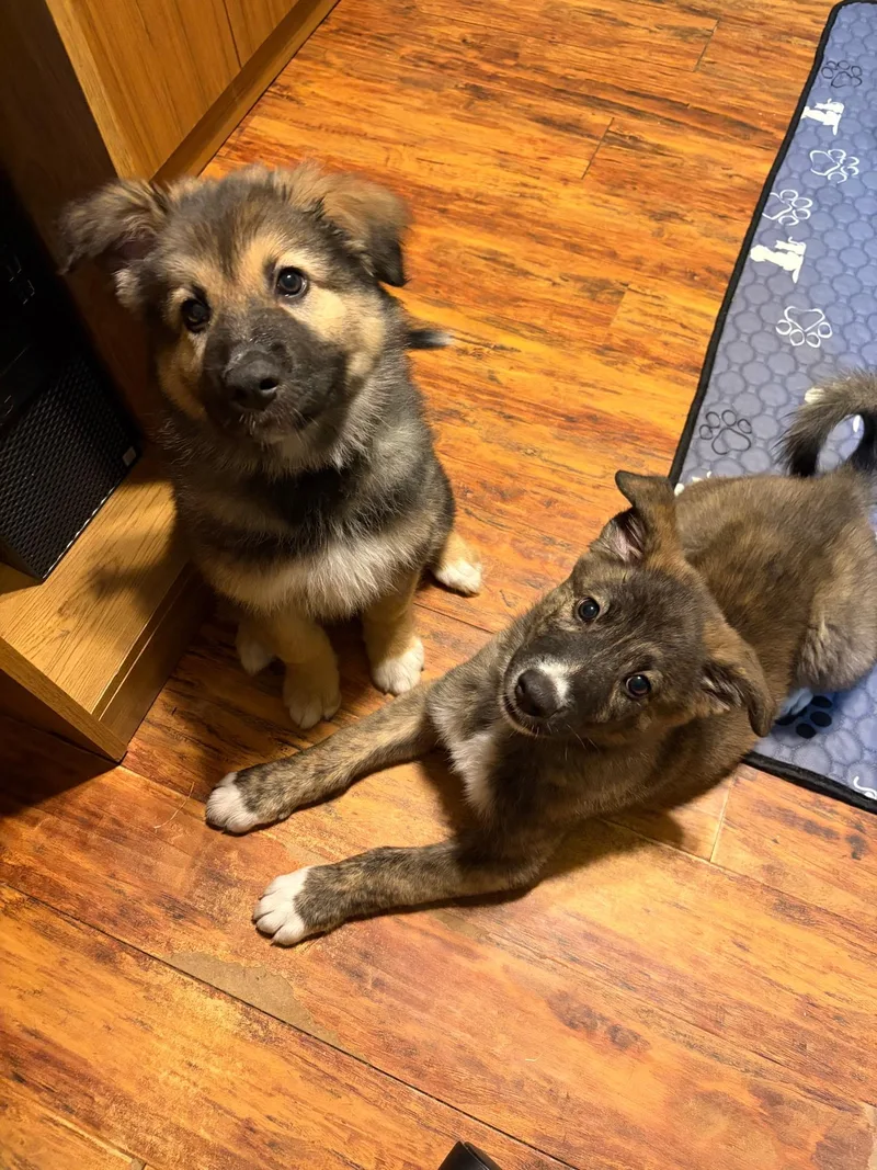 A baby medium-sized female Bicolor Dutch Shepherd dog named Ivy for adoption in San Antonio, TX