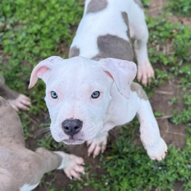 A baby medium-sized female White / Cream Pit Bull Terrier dog named Marbles for adoption in Manassas, VA