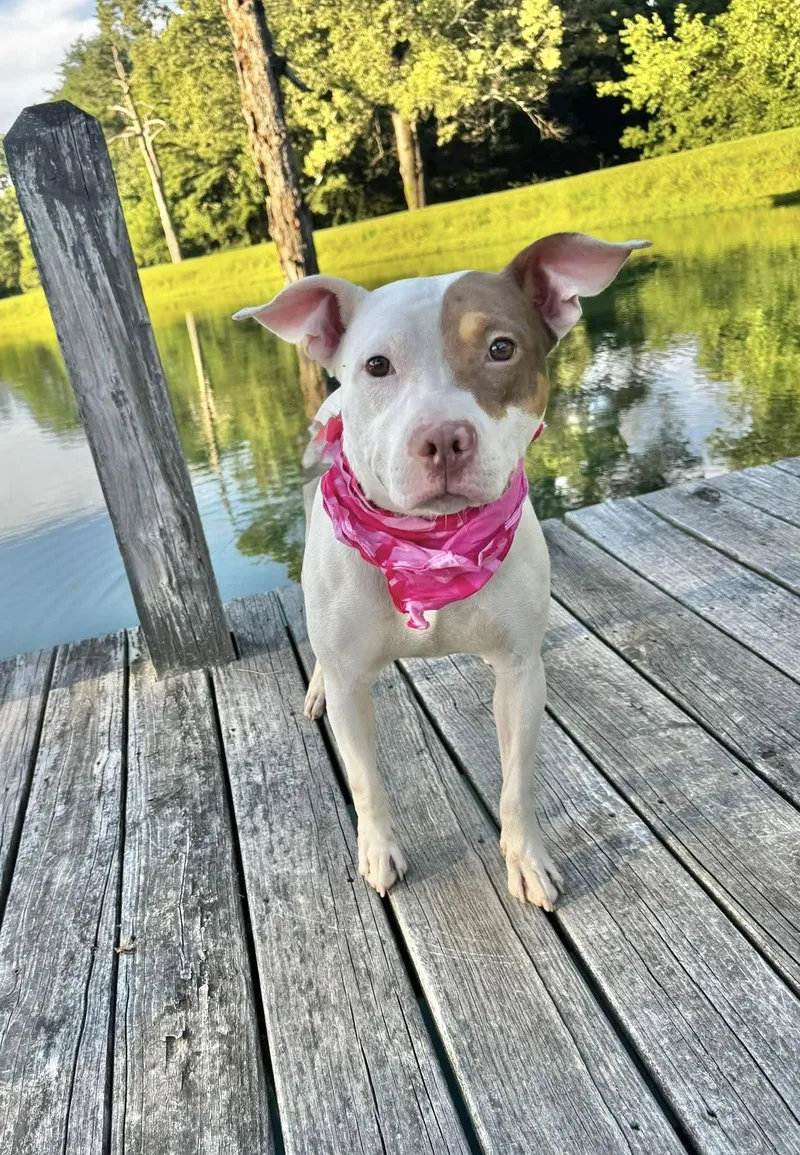 An adult medium-sized female Terrier dog named Rosie for adoption in Manchester, CT