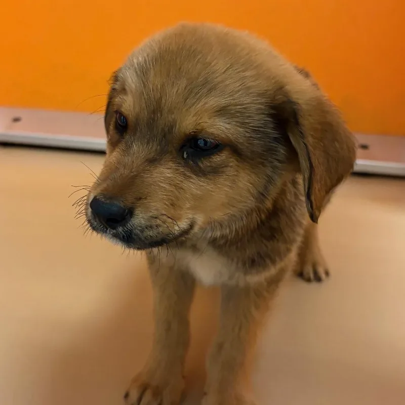 A baby medium-sized male Yellow / Tan / Blond / Fawn Shepherd dog named Bryce for adoption in Norman, OK