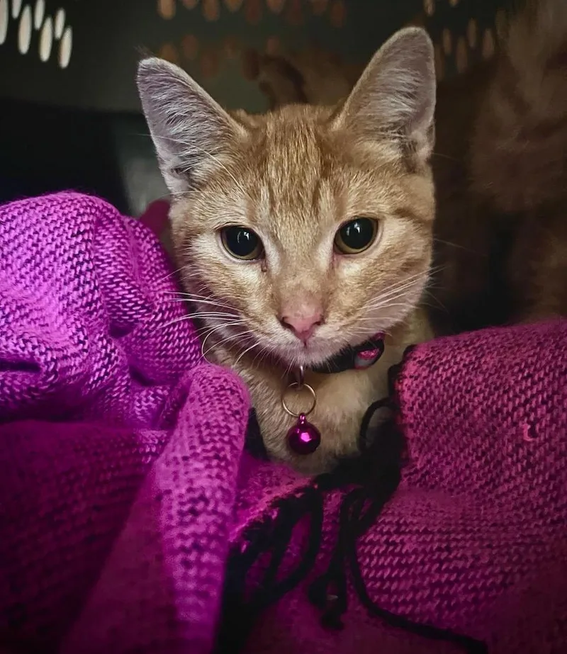 A young medium-sized male Orange & White Domestic Short Hair cat named Churro for adoption in Valley City, ND