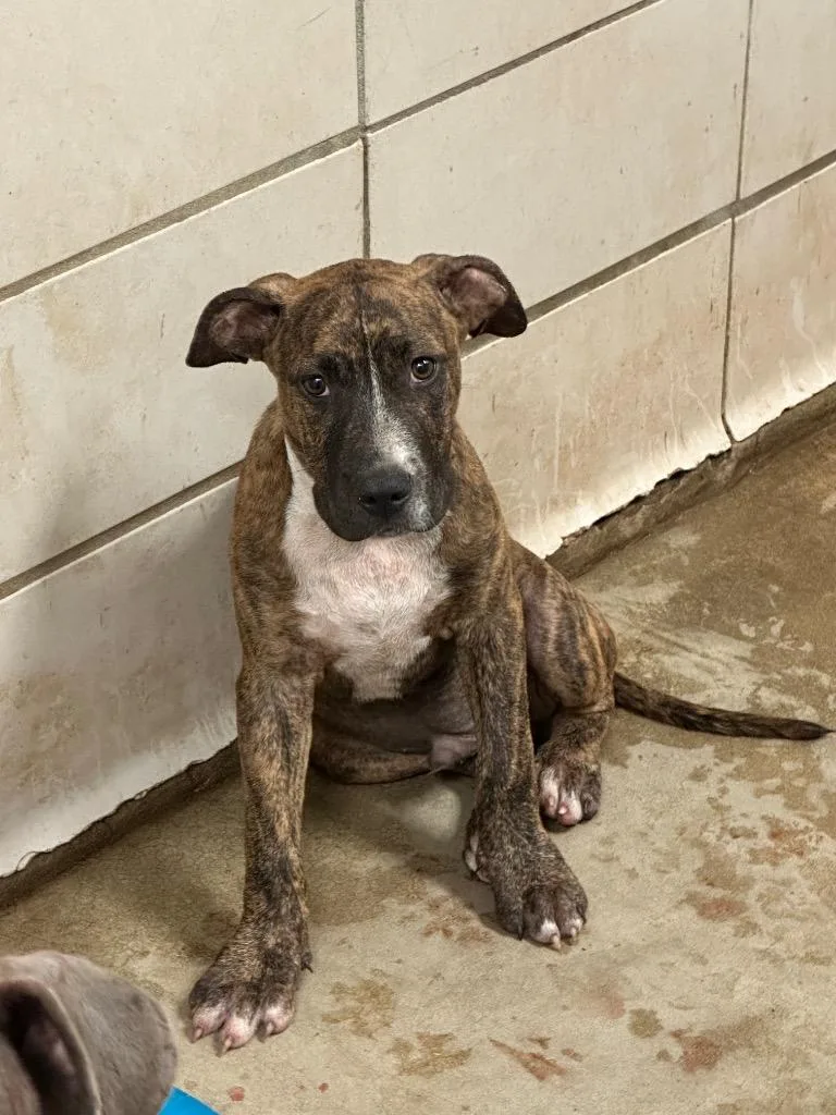 A baby small-sized male Mixed Breed dog named Eric for adoption in Bossier City, LA