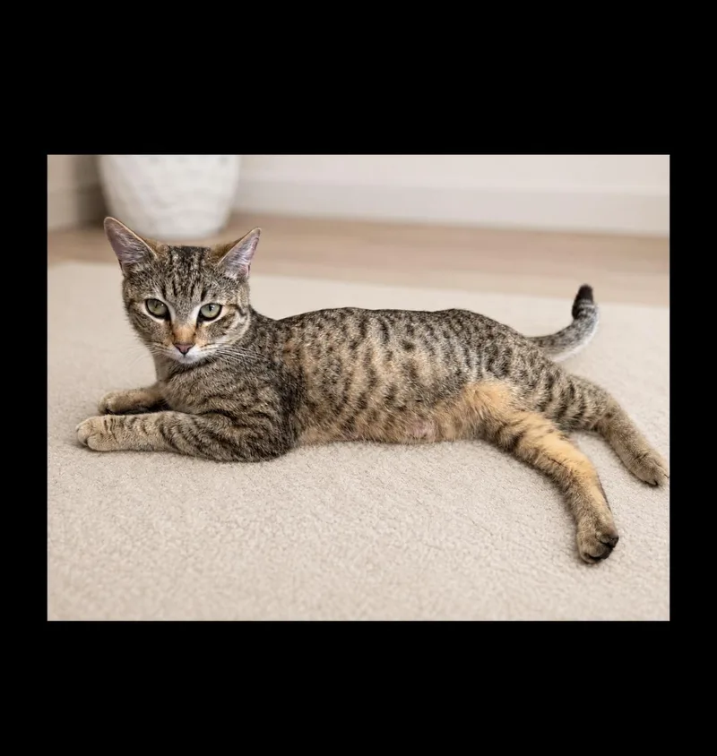 An adult medium-sized female Tabby (Brown / Chocolate) Domestic Short Hair cat named Mia for adoption in Orange, CA