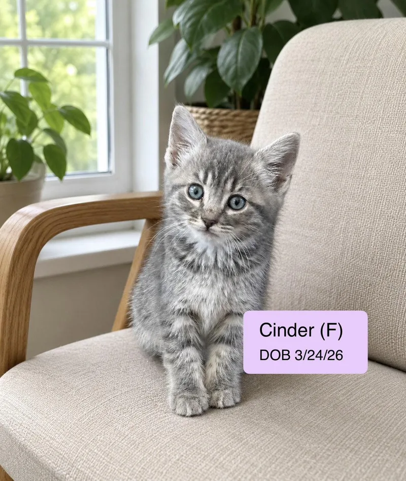 A baby medium-sized female Tabby cat named Cinder for adoption in Vacaville, CA