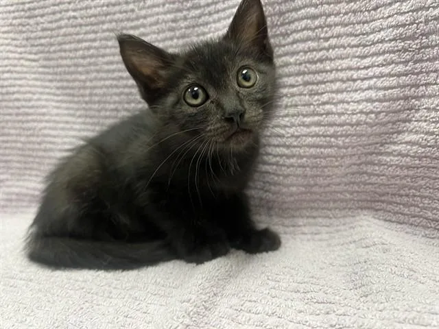 A baby small-sized female Domestic Short Hair cat named Ella for adoption in Ontario, CA