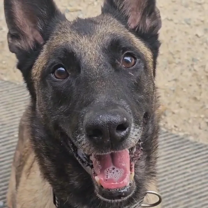 An adult large-sized male Belgian Shepherd / Malinois dog named Seven for adoption in Duxbury, MA