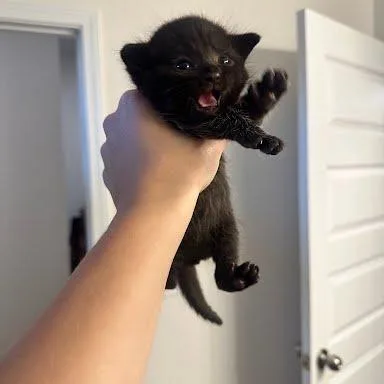 A baby small-sized male Black Domestic Short Hair cat named Giggles for adoption in Chattanooga, TN
