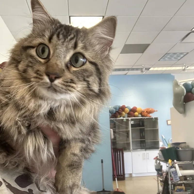An adult medium-sized male Brown / Chocolate Domestic Medium Hair cat named Comb Jelly for adoption in Park City, UT
